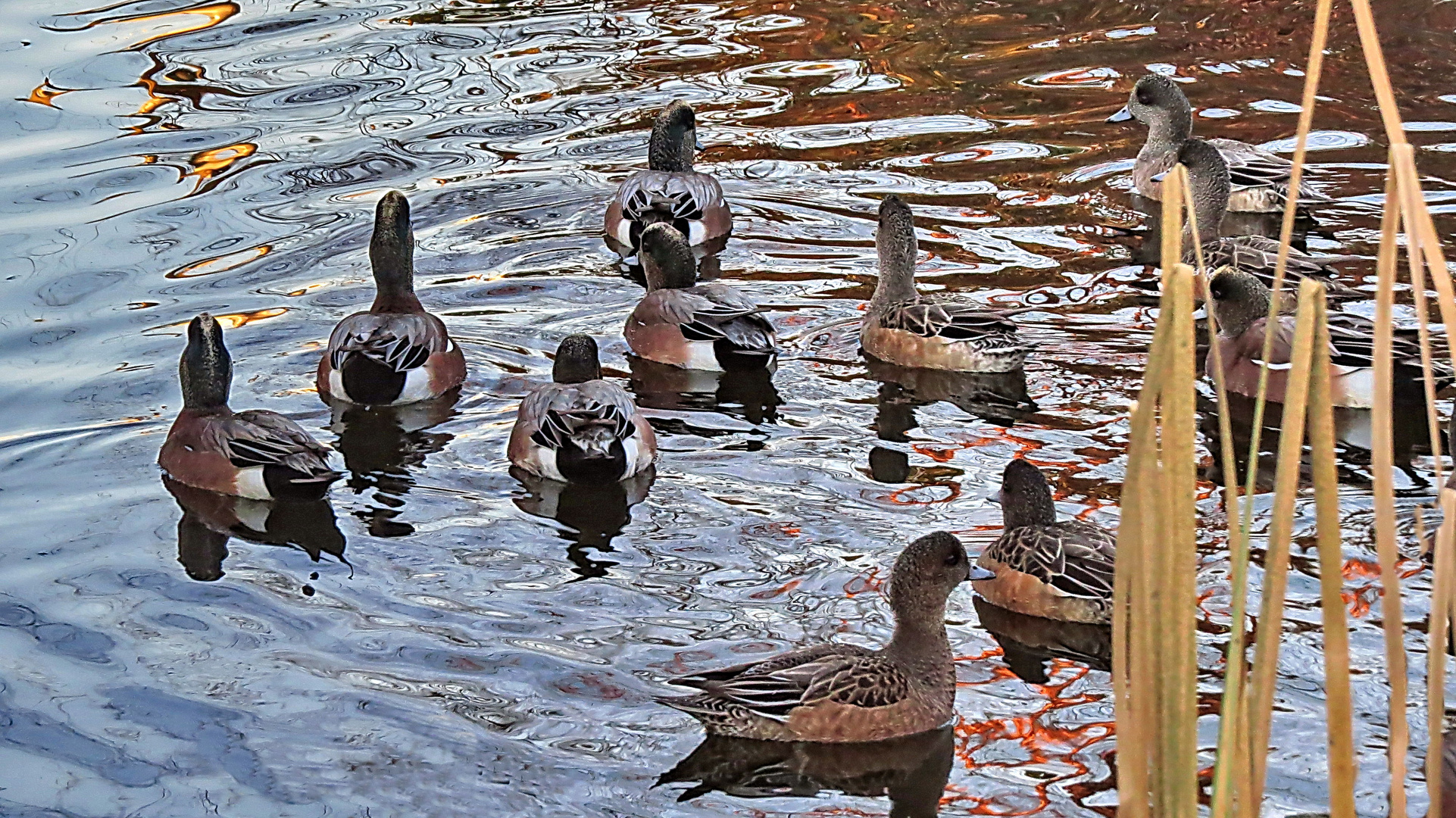  5 canards mâles et 6 canards femelles