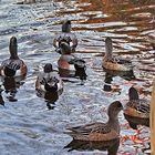  5 canards mâles et 6 canards femelles