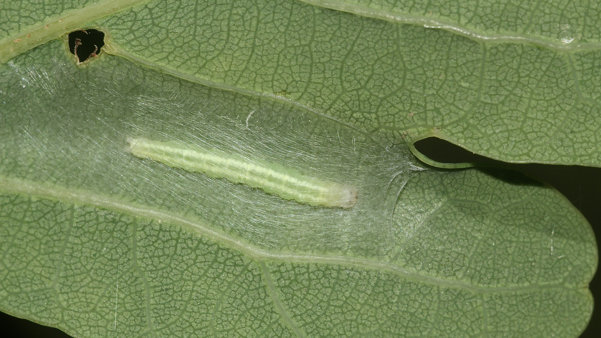 (5) CARCINA QUERCANA - ein hübscher Kleinschmetterling ...