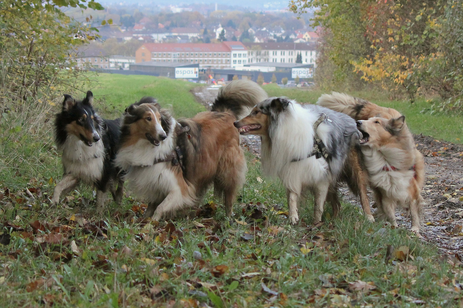 5 Collies und alles meine!