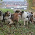 5 Collies und alles meine!