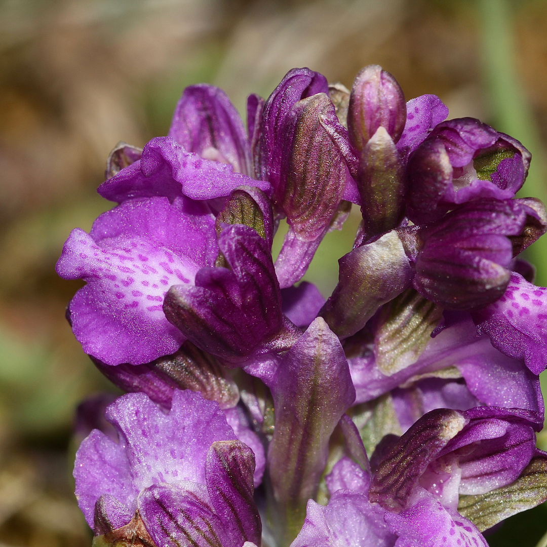 (5) Das KLEINE KNABENKRAUT (ANACAMPTIS MORIO) ...