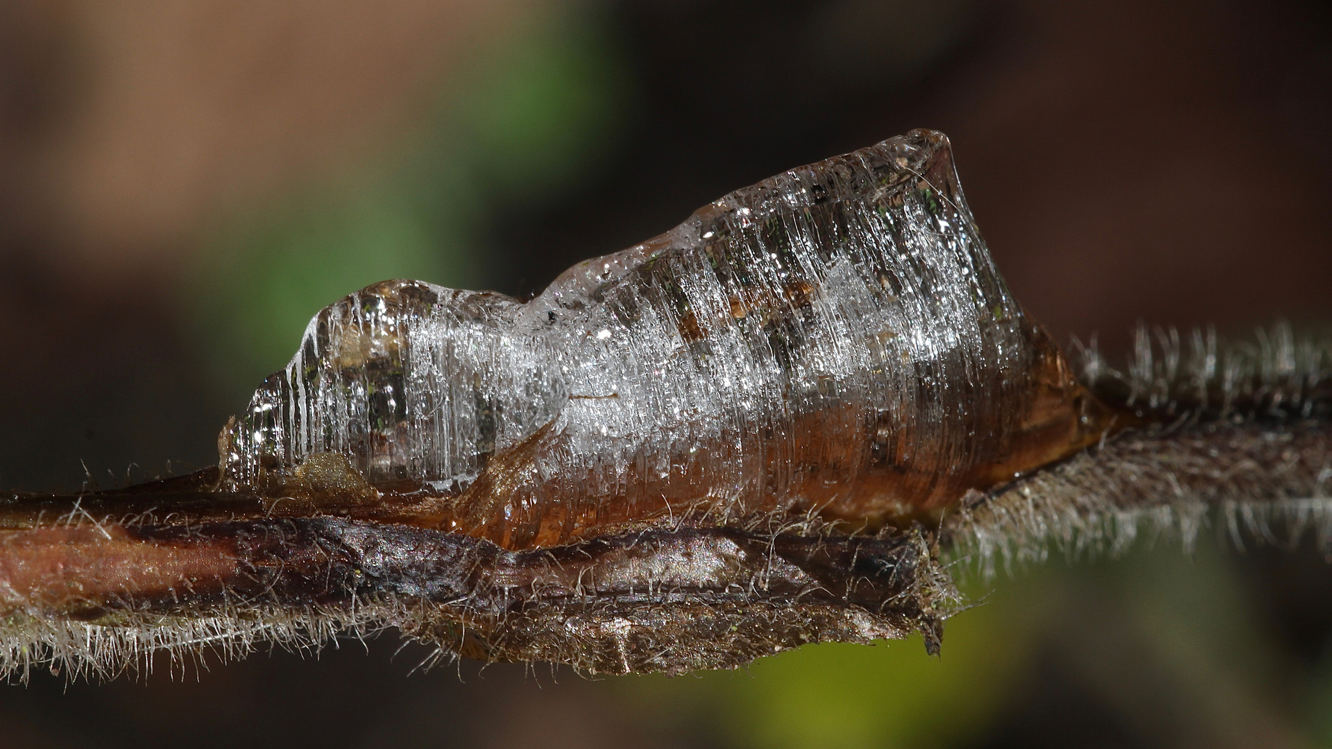 (5) Das seltene BANDEIS (ice ribbons, ein Basikryogen) im Garten !!!