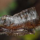 (5) Das seltene BANDEIS (ice ribbons, ein Basikryogen) im Garten !!!