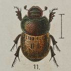 (5) Das Weibchen des MÖNCHS-KOTKÄFERs (ONTHOPHAGUS COENOBITUS)