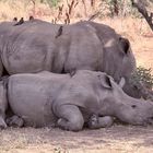 (5) Den Rotschnäbeligen = Rotschnabel-Madenhacker = Red-billed Oxpecker ...