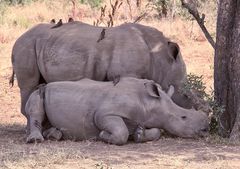 (5) Den Rotschnäbeligen = Rotschnabel-Madenhacker = Red-billed Oxpecker ...