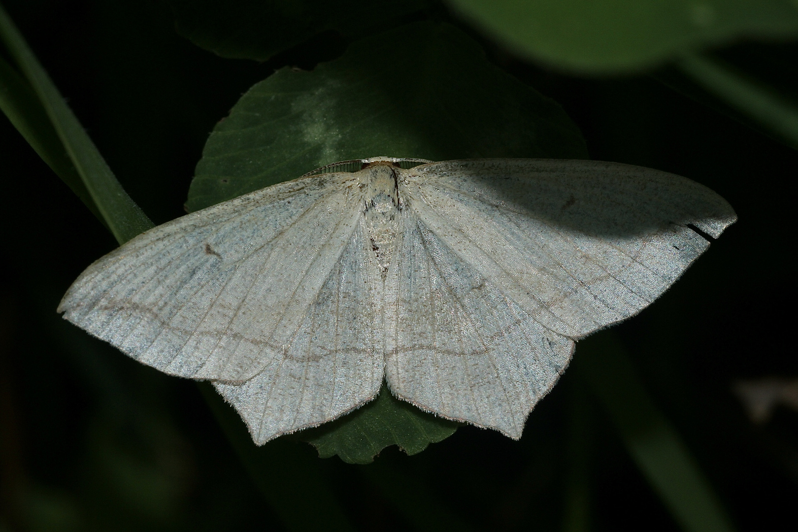 (5) Der Ampferspanner (Timandra comae)