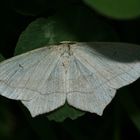 (5) Der Ampferspanner (Timandra comae)