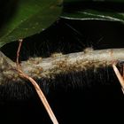 (5) Der (Buchen-)Streckfuß oder (Buchen-)Rotschwanz, Calliteara pudibunda