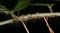 (5) Der (Buchen-)Streckfuß oder (Buchen-)Rotschwanz, Calliteara pudibunda