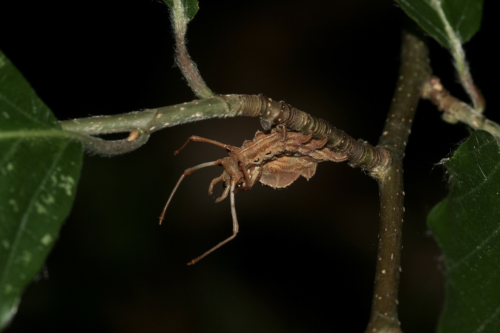 (5) Der Buchen-(Zahn-)Spinner, Raupe im 3. Larvenstadium = L3