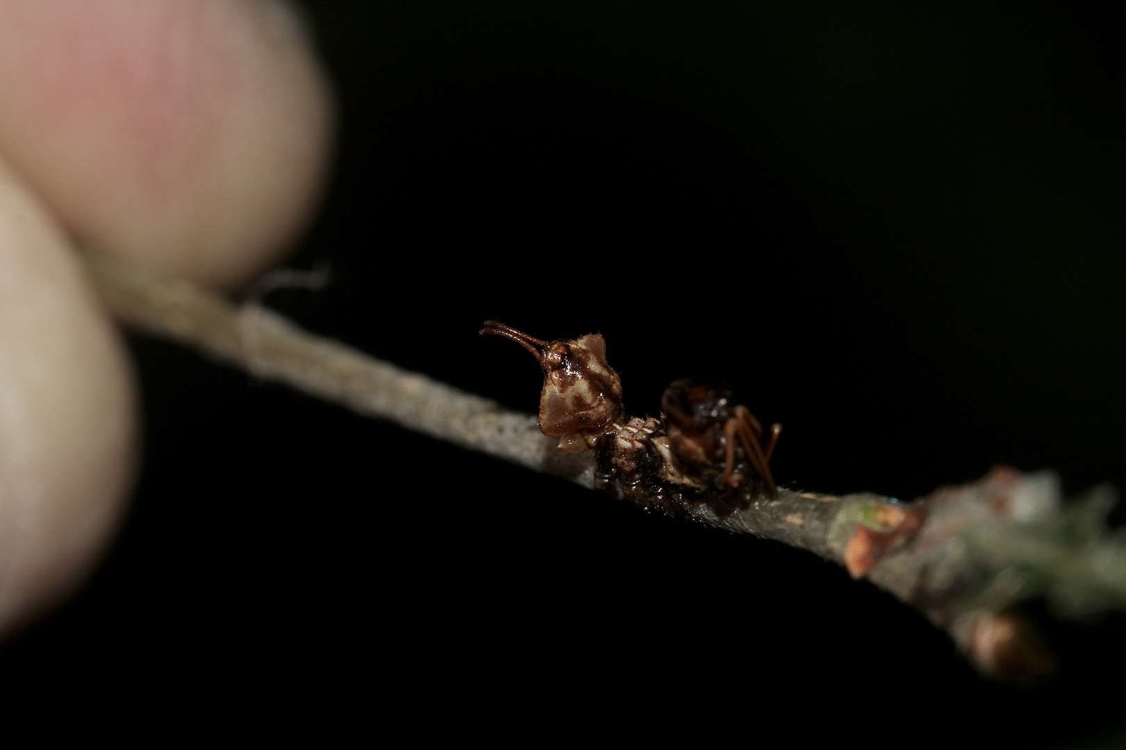 (5) Der Buchen-(Zahn-)Spinner, Stauropus fagi - 2. Larvenstadium der Raupe = L2