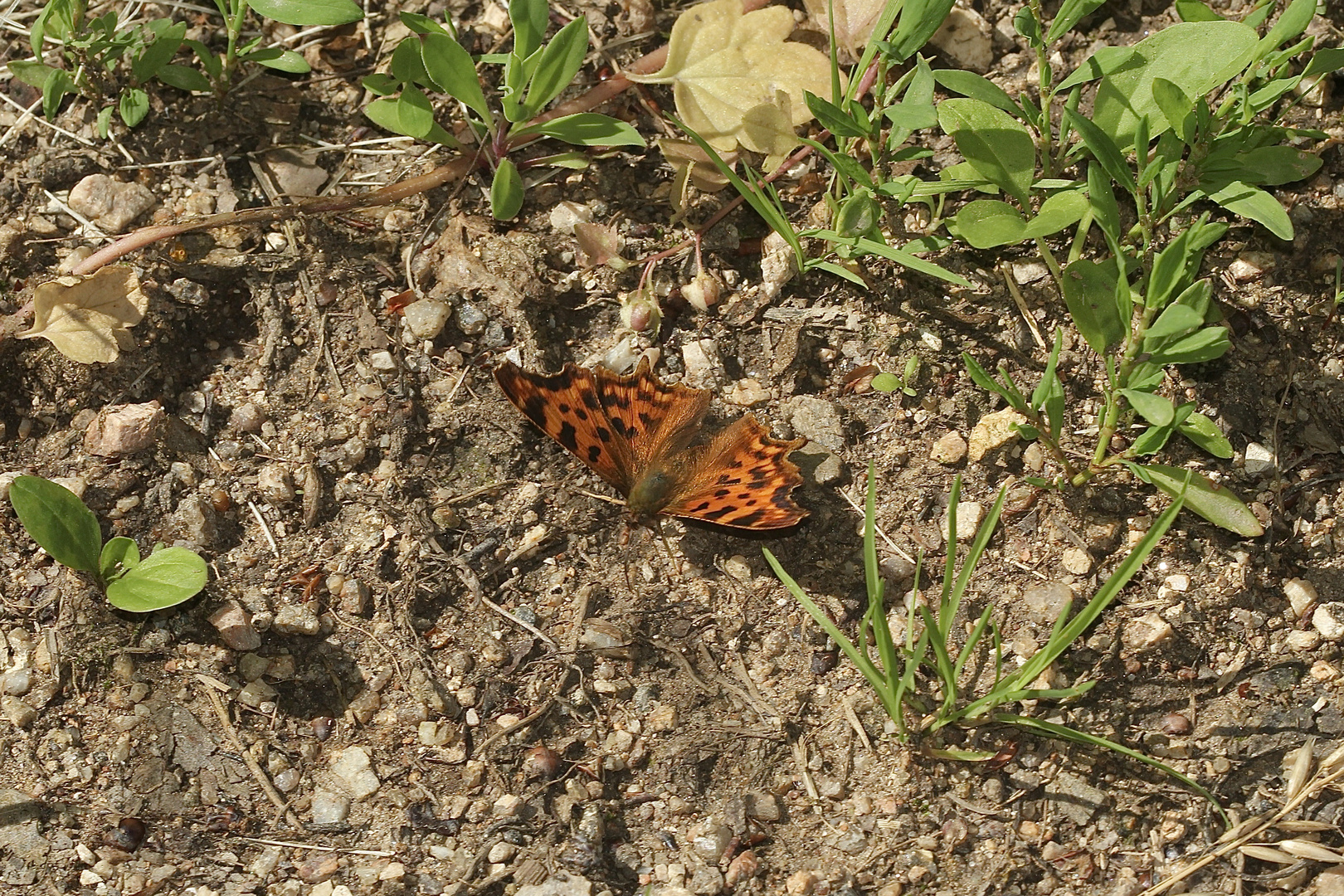 (5) Der C-Falter (Polygonia c-album) ...