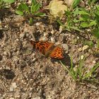 (5) Der C-Falter (Polygonia c-album) ...