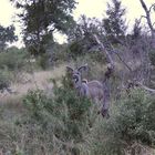 (5) Der Große Kudu (Strepsiceros strepsiceros, früher Tragelaphus strepsiceros strepsiceros) ...