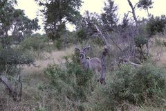 (5) Der Große Kudu (Strepsiceros strepsiceros, früher Tragelaphus strepsiceros strepsiceros) ...