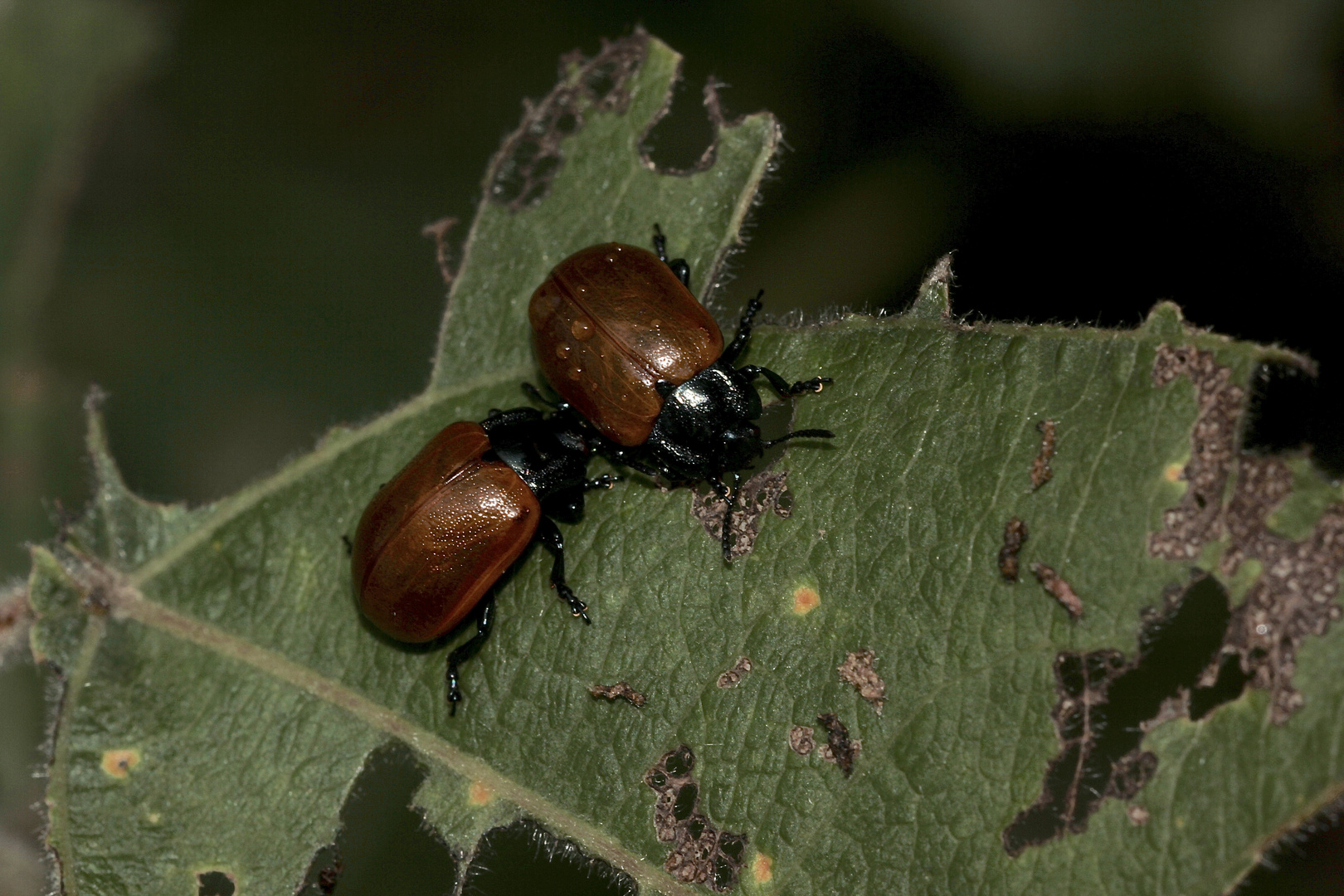 (5) DER GROSSE PAPPELBLATTKÄFER (CHRYSOMELA POPULI)