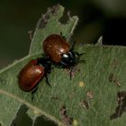 (5) DER GROSSE PAPPELBLATTKÄFER (CHRYSOMELA POPULI)