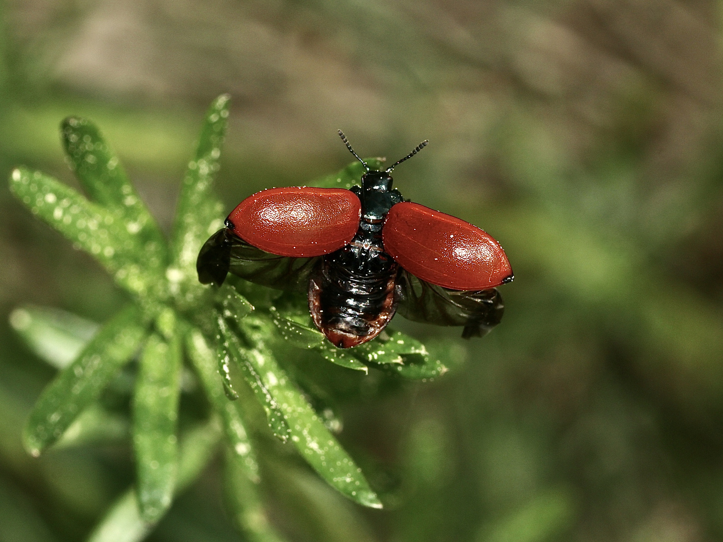 (5) Der Große Pappelblattkäfer (Chrysomela populi) ...