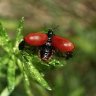 (5) Der Große Pappelblattkäfer (Chrysomela populi) ...