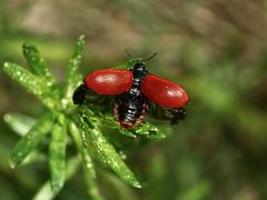 (5) Der Große Pappelblattkäfer (Chrysomela populi) ...