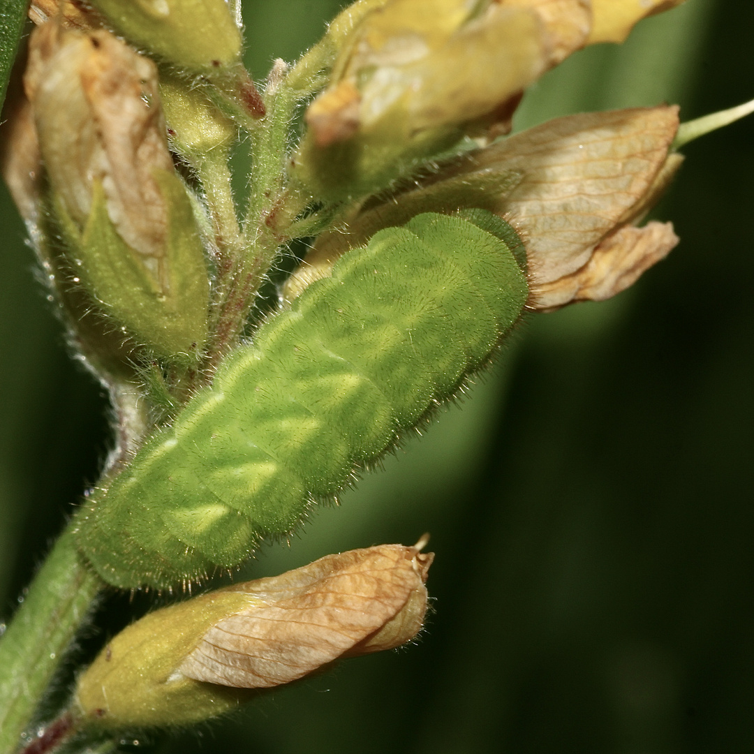 (5) Der Grüne = Brombeer-Zipfelfalter (Callophrys rubi)