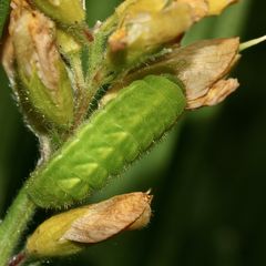 (5) Der Grüne = Brombeer-Zipfelfalter (Callophrys rubi)