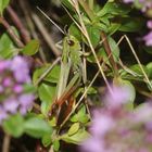 (5) Der HEIDE-GRASHÜPFER (STENOBOTHRUS LINEATUS) ist (noch) häufig.