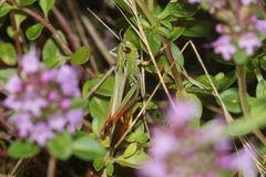 (5) Der HEIDE-GRASHÜPFER (STENOBOTHRUS LINEATUS) ist (noch) häufig.