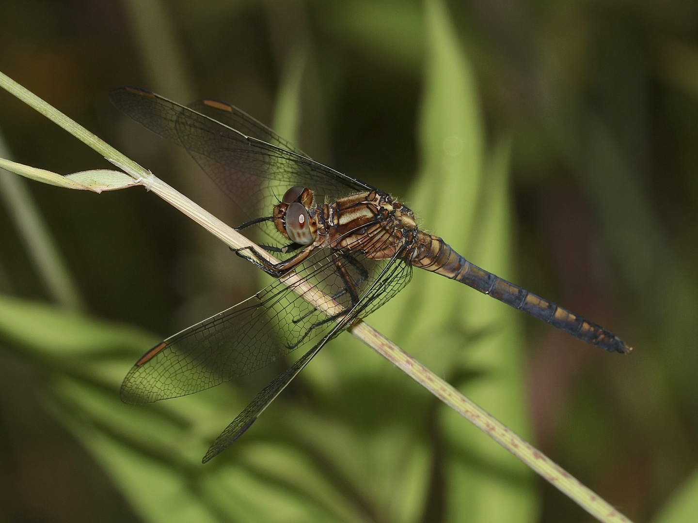 (5) Der Kleine Blaupfeil (Orthetrum coerulescens) - Fortsetzung von 2021