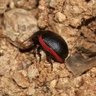 (5) Der Kleine Leinkraut-Blattkäfer (Chrysolina sanguinolenta) ...