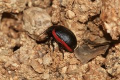 (5) Der Kleine Leinkraut-Blattkäfer (Chrysolina sanguinolenta) ...