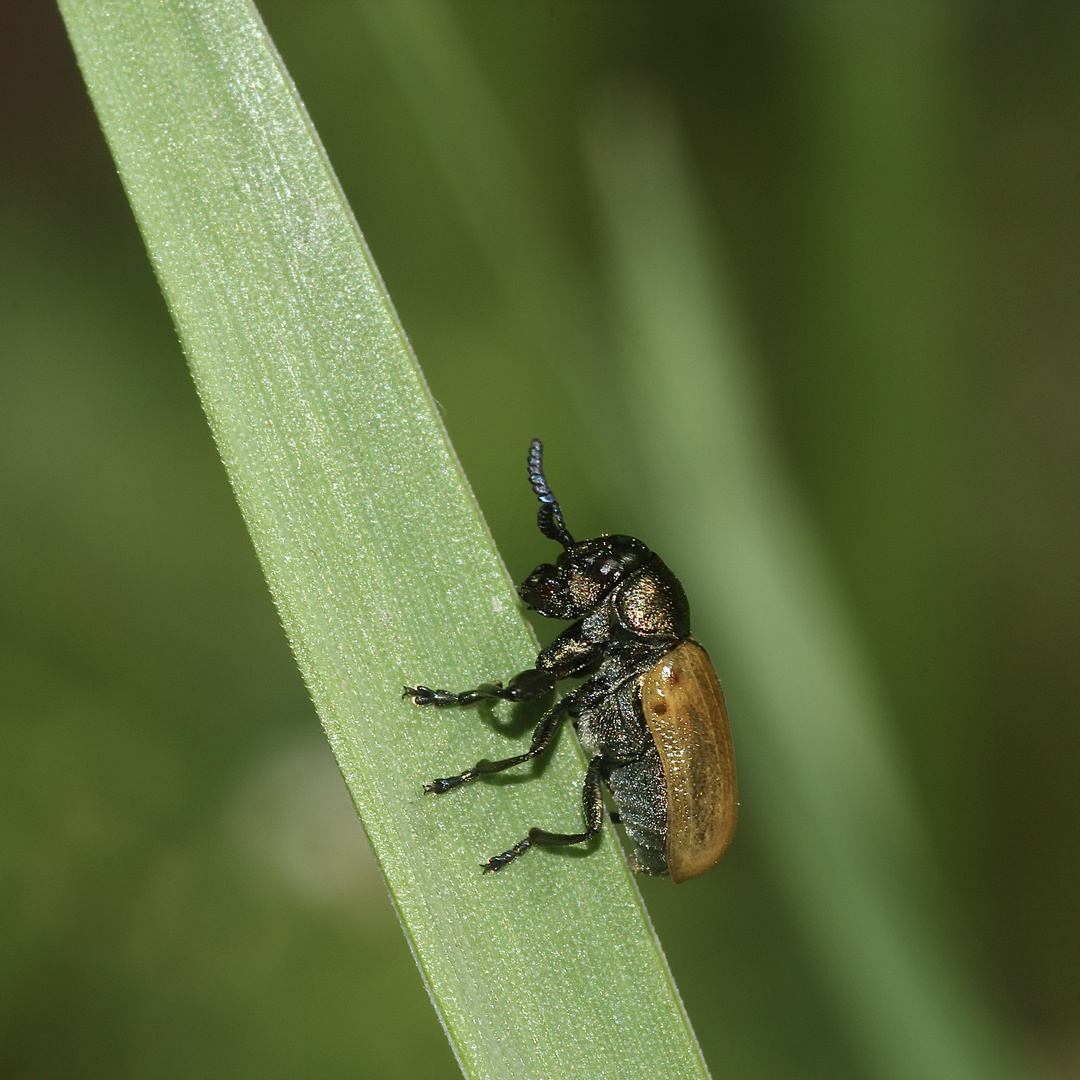 (5) Der Langarm-Ameisenblattkäfer (Labidostomis longimana)