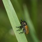 (5) Der Langarm-Ameisenblattkäfer (Labidostomis longimana)