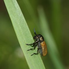 (5) Der Langarm-Ameisenblattkäfer (Labidostomis longimana)