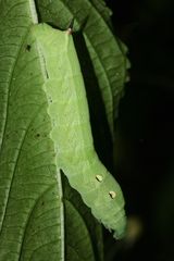 (5) Der MITTLERE WEINSCHWÄRMER (DEILEPHILA ELPENOR) ...