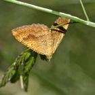 (5) Der Ockergelbe Blattspanner (Camptogramma bilineata)