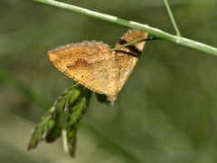 (5) Der Ockergelbe Blattspanner (Camptogramma bilineata)