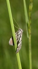 (5) Der Sandheiden-Johanniskrautspanner (Aplocera efformata)