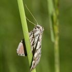 (5) Der Sandheiden-Johanniskrautspanner (Aplocera efformata)