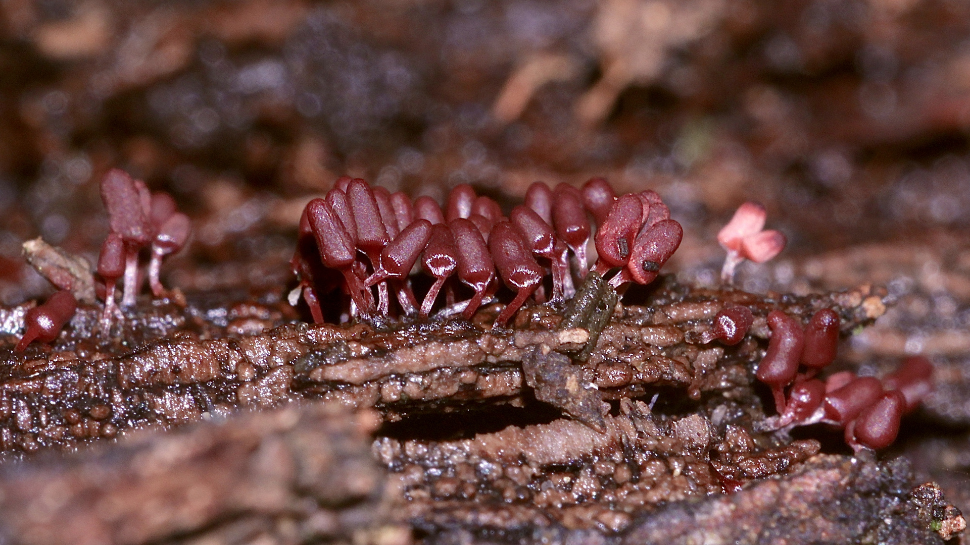 (5) Der Schleim"pilz" ARCYRIA DENUDATA