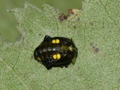 (5) Der Sechzehnfleck-Marienkäfer (Halyzia sedecimguttata)