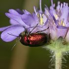 (5) Der Seidenhaarige Fallkäfer (Cryptocephalus sericeus)