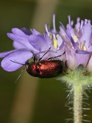 (5) Der Seidenhaarige Fallkäfer (Cryptocephalus sericeus)