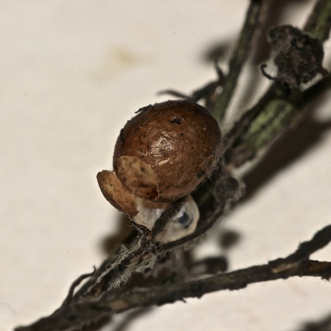 (5) - Der Weißschildige Braunwurzschaber - Cionus scrophulariae