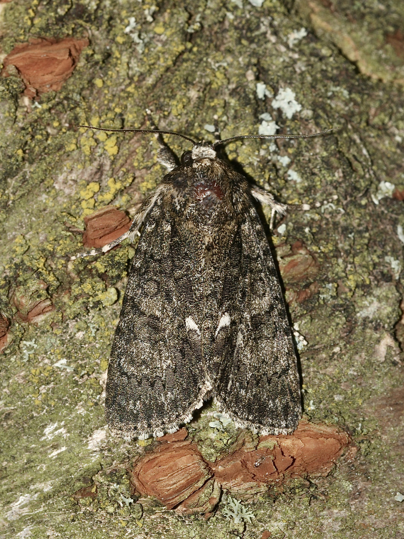 (5) Die Ampfer-Rindeneule (Acronicta rumicis)