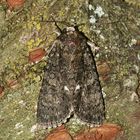 (5) Die Ampfer-Rindeneule (Acronicta rumicis)