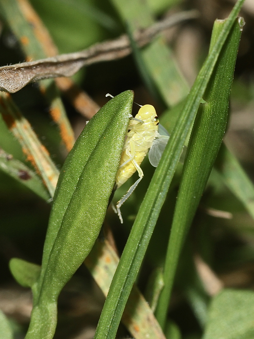 (5) Die Binsen-Schmuckzikade (Cicadella viridis)