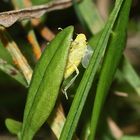 (5) Die Binsen-Schmuckzikade (Cicadella viridis)